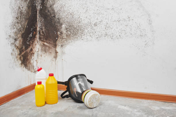 Best Localized Mold Remediation (e.g., coastal areas, humid climates) in Willard, OH