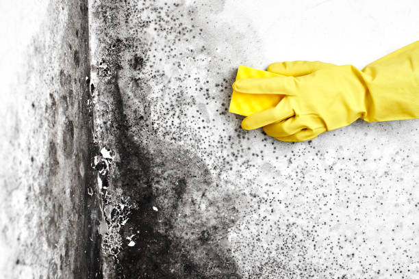 Best Attic Mold Remediation in Willard, OH