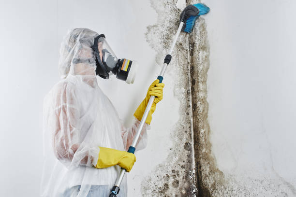 Best Black Mold Remediation in Willard, OH