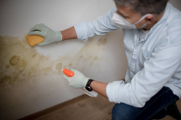 Best Residential Mold Remediation in Willard, OH