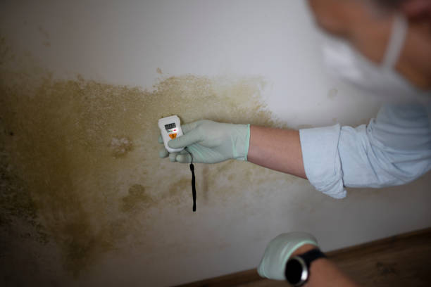 Best Post-Flood Mold Remediation in Willard, OH