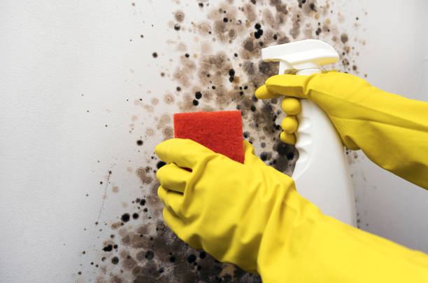 Best Kitchen Mold Remediation in Willard, OH