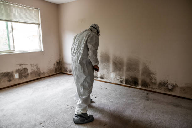 Best Mold Remediation for Specific Building Types in Willard, OH