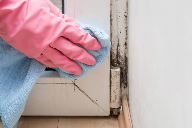 Best Residential Mold Remediation in Willard, OH