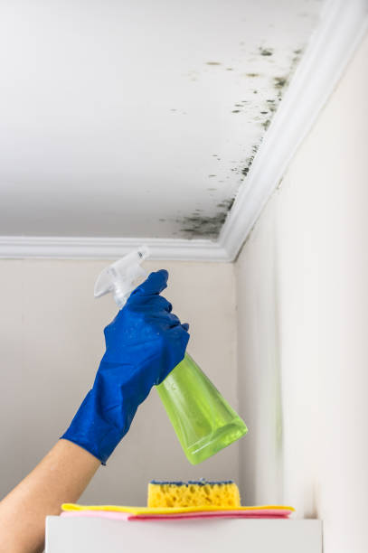 Best Localized Mold Remediation (e.g., coastal areas, humid climates) in Willard, OH